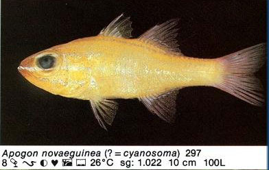 Apogon novaeguinea
